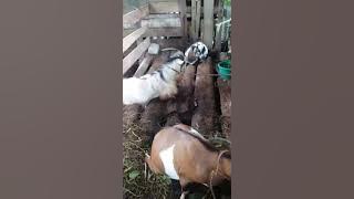 Eco Feed kambing nyosor terus