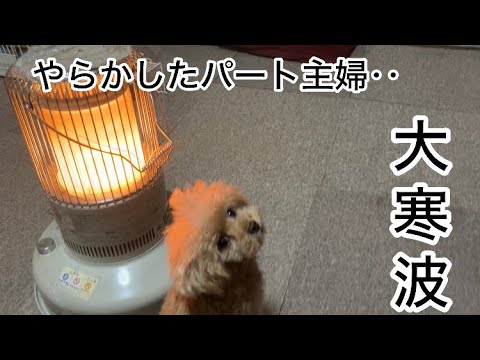 大寒波到来 ワチャワチャ・・・シニア犬と共働きの暮らし トイプードル/中年夫婦