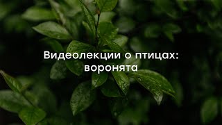 Видеолекции о птицах: воронята