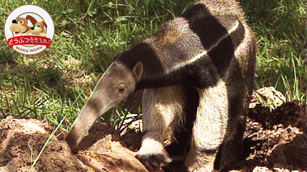 オオアリクイ 動物図鑑 特徴と生態 動物生き物サイト