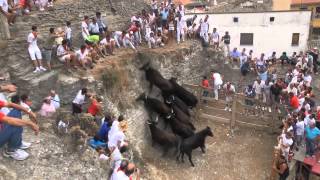ESPECTACULAR LAS VACAS DE LOS HNOS. MARCÉN EN ARGUEDAS NAVARRA) 6- 08- 2013