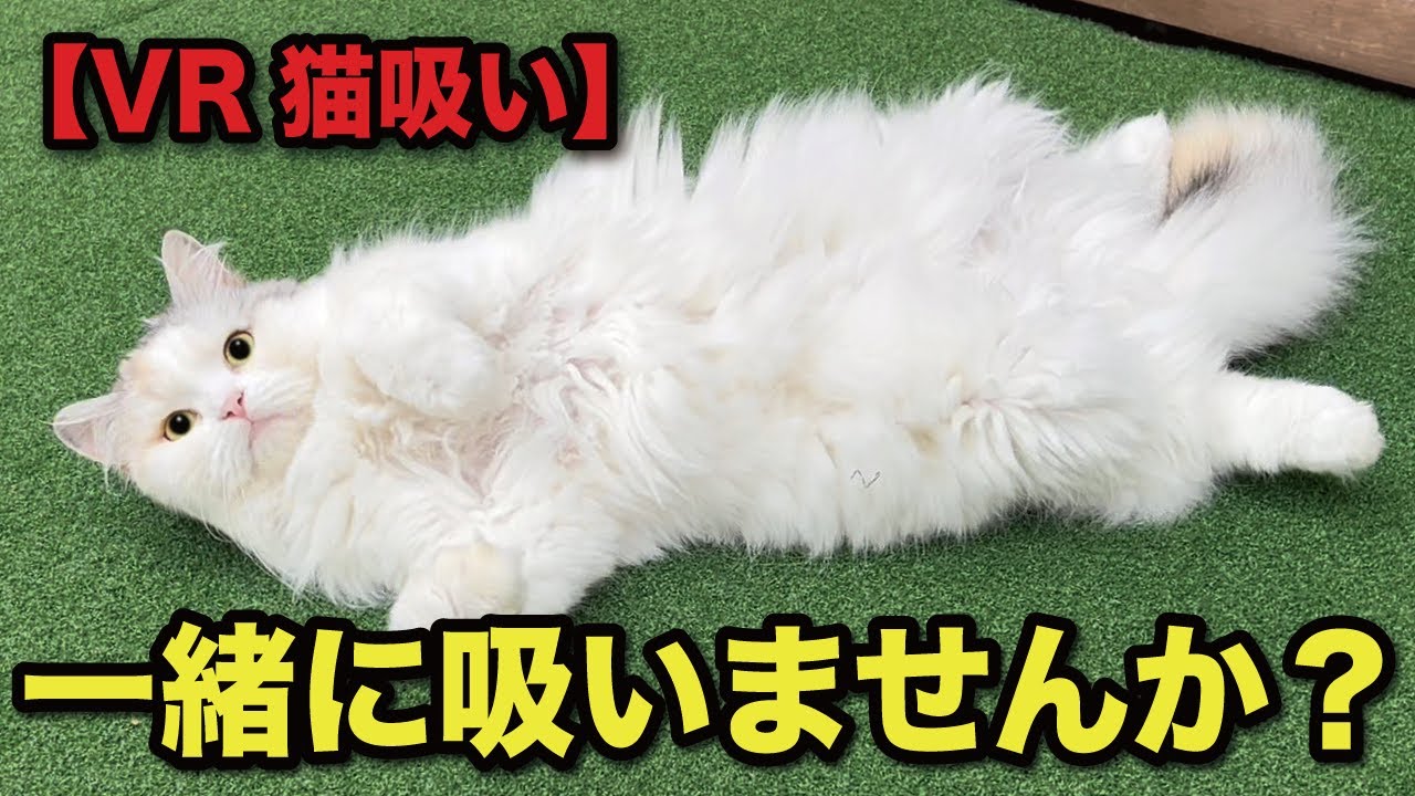 猫吸ページ hq720.jpg?sqp=-