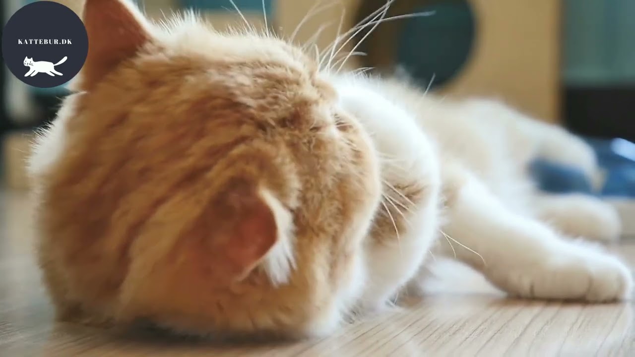 kattebur uge 16 Video Full HD 1920x1080 px