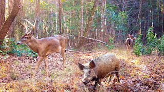 Alabama Wildlife Trail Camera Videos Winter 20222023 (Deer, Wild Boar, and More)