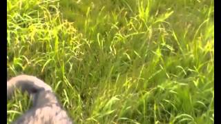 Wackel Dackel ohne Ton