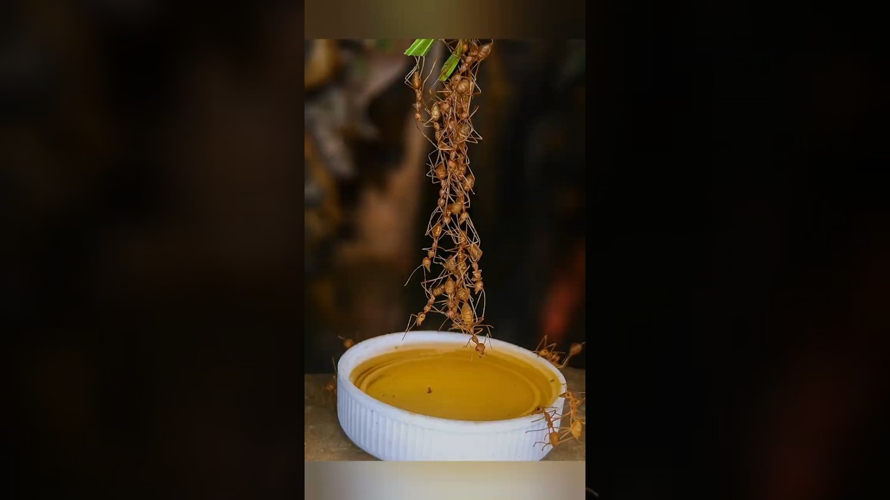 Red Ants Build a Living Bridge – The Journey to Sweet Honey 🍯🐜