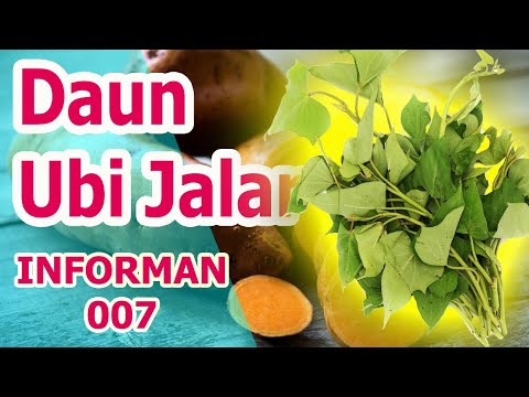Ternyata Daun Ubi Bisa Diolah Dan Dimakan Jannah Tv