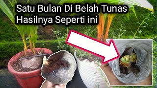 IF YOU WANT TO SPLIT COCONUT BONSAI SHOOTS, PAY ATTENTION TO THIS!!!