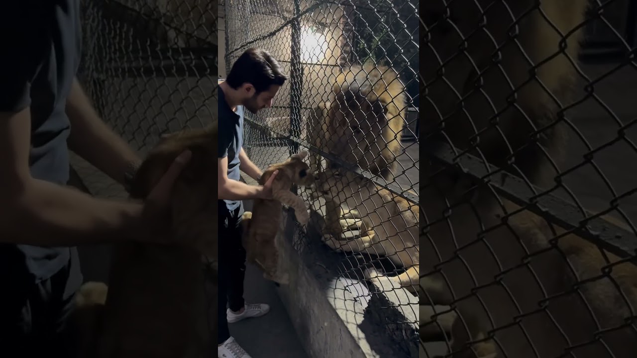 Baby Lion meets mom and dad! 🦁 