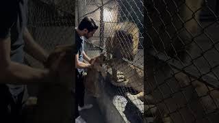 Download Lagu Baby Lion meets mom and dad! 🦁 #lion #lions #lioncub #wildlife #viral #shorts #cute #fyp MP3