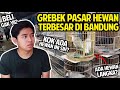 GREBEK PASAR HEWAN TERBESAR DI BANDUNG! ADA HEWAN LANGKA! BELI GAK YA?!