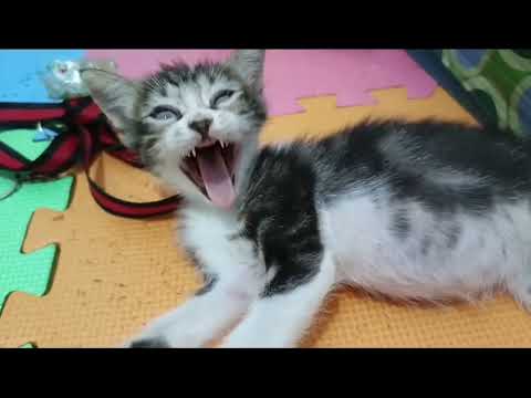 6 Minutes When your Cats Getting naughty and Tired