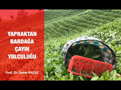 Video: Çay Fincanı Peri Bahçe Fikirleri - Çay Fincanı Bahçe Bitkileri Yetiştirme İpuçları