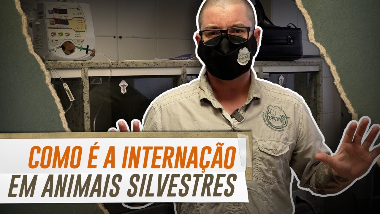 COMO É REALIZADA A INTERNAÇÃO DE ANIMAIS SILVESTRES? | THE VETS BRASIL