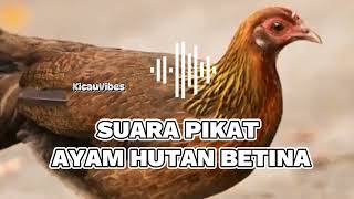 SUARA PIKAT AYAM HUTAN BETINA #ayam #rooster #chicken #ayamhutan #roosterfarm #animals #trending