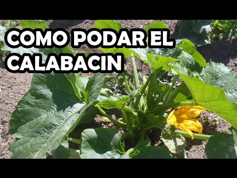 Como Podar los Calabacines | Huerto Organico