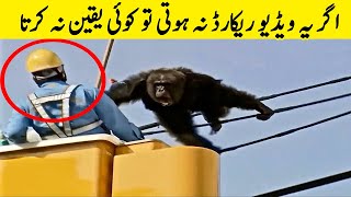 Unbelievable Animal Moments Caught On Tape | Spotlight