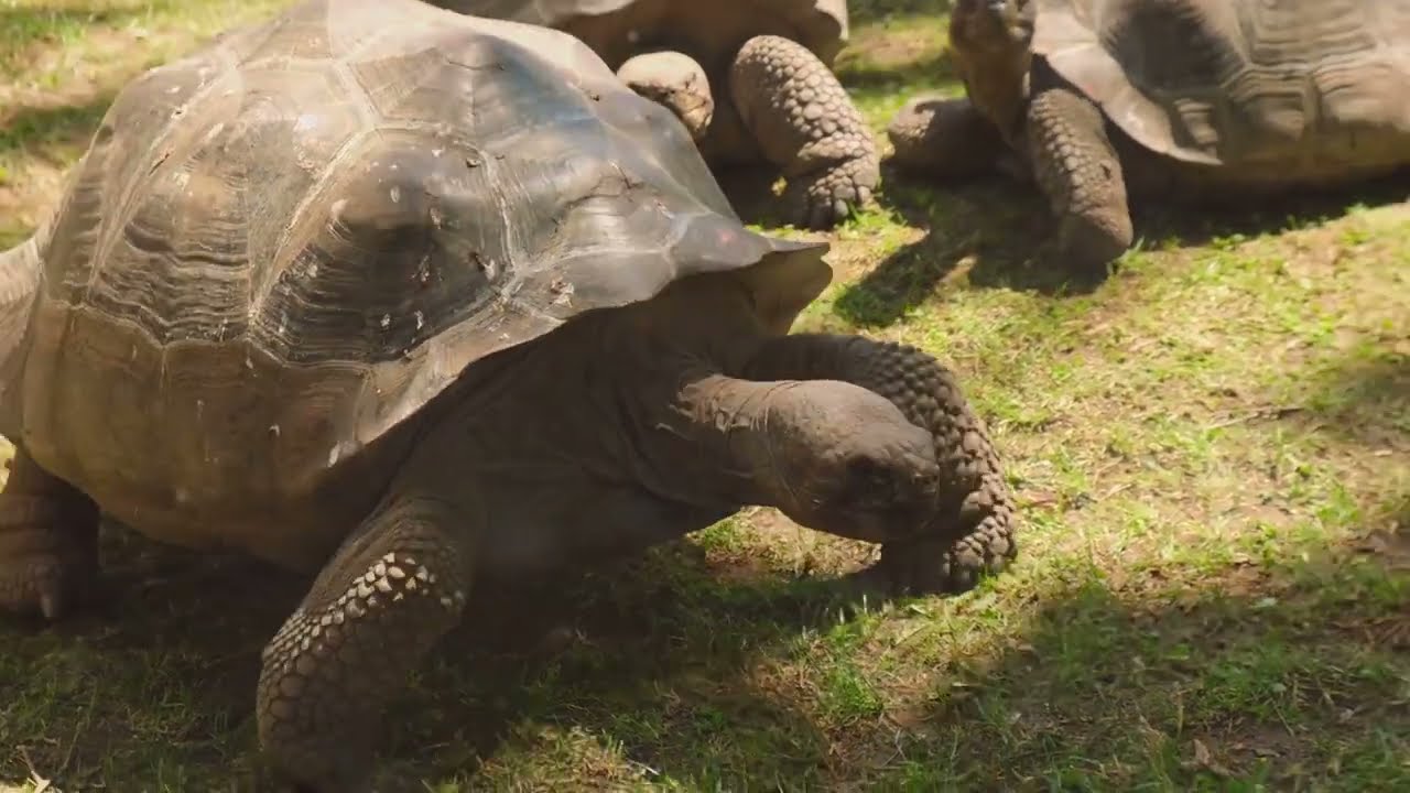10 Jaw Dropping Facts About TURTLES - YouTube