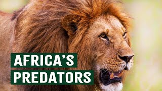An Inside Look Into Africa's Most Extreme Predators | Africa's Deadliest | Apex Predators