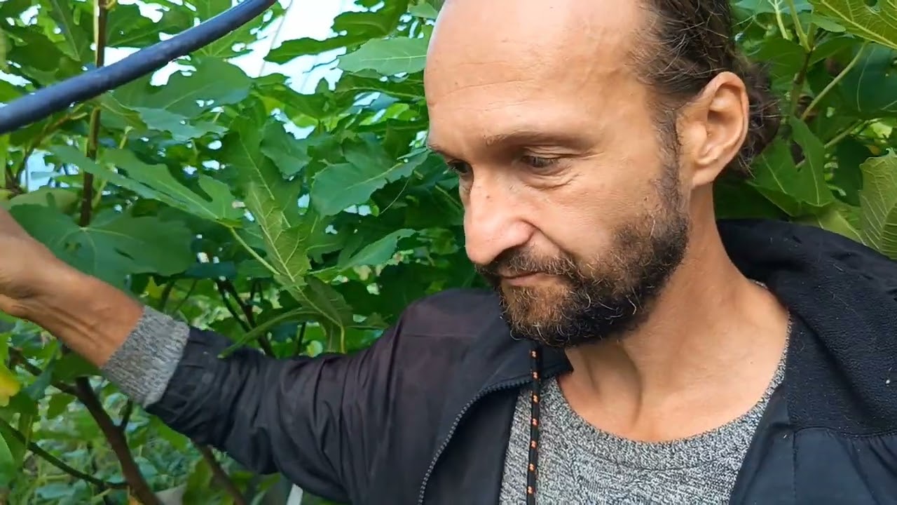  Акебия пятерная, дегустация плодов впервые в Беларуси, а так же другие плоды начала сентября