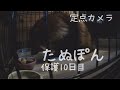 【たぬき】夜間定点カメラ たぬき保護10日目 1番活発に動いていた時間帯pick up