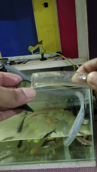 time-to-change-water-for-my-fish-tank-music-backstreetboys