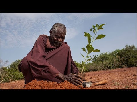 Vídeo: Índia Plantou 50 Milhões De árvores Em Um único Dia - Rede Matador