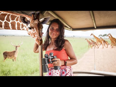 Video: Tanzanya'da Safari'ye Nasıl Gidilir