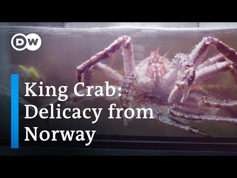 Video: King crab - delicatese migratoare