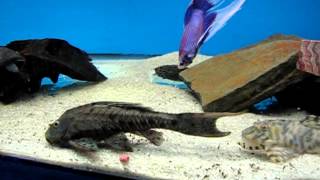 Fantasy Aquatics L015 Peckoltia Vittata Candy Striped Pleco And Pinecone Pleco Feeding Youtube