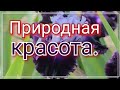 Эстафета цветы в украшениях. Брошь Ирис из бисера и страз.