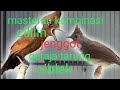 Masteran Kombinasi Suara Cililin Cucak Jenggot Gereja Ciblek Untuk Burung Murai Kacer Dan Cendet Mp3 - Mp4 Download