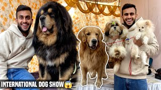 International Dog show in India🇮🇳😱| Karnal 2024 by PULKIT vAmp 30,997 views 3 months ago 16 minutes