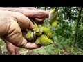 Audio Suara Pikat Jenis Burung Pleci Mp3 - Mp4 Download