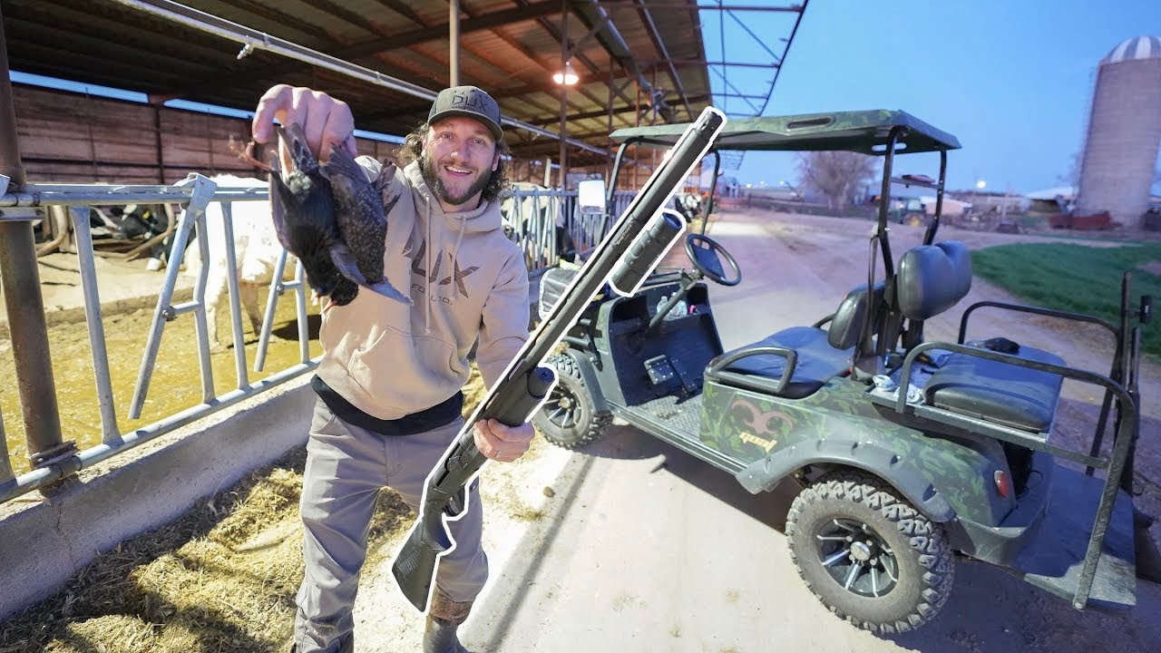 Does My Benelli SBE3 Shoot High? Hunting Starlings On The Farm