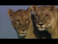 Ma di tau and silver eye  huge duba plains lionesses the okavango delta  the last lions