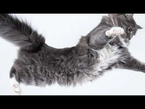 Video La ciencia resuelve el enigma de por qué los gatos caen siempre de pie