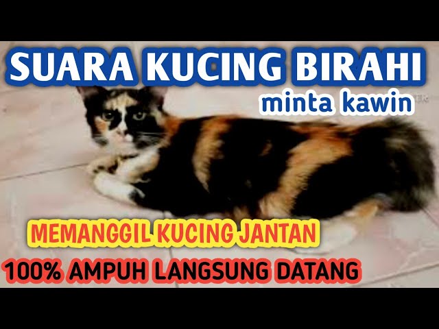 SUARA KUCING BETINA BIRAHI MEMANGGIL KUCING JANTAN | suara kucing birahi minta kawin #kucingbirahi class=