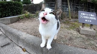 大声で鳴きながらカメラに突撃してくる猫