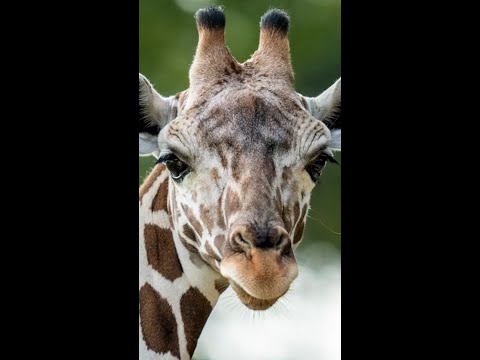 Waffles, a reticulated giraffe, welcomed to the San Antonio Zoo #Shorts