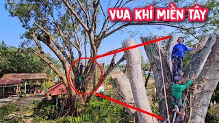 Download Lagu Vua Khỉ cùng đệ T.ử cưa đôn đọt cây Điệp Khủng ở Đình An Điền Bình Dương (Cũ). MP3