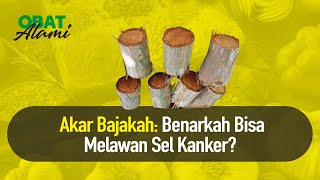 Mitos Fakta Seputar Akar Bajakah | Nutrisi Alami