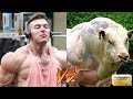 Trenbolone Dosage For Cattle Vs Humans | WE AREN'T COWS!