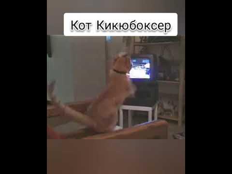 кот боксер #shorts - YouTube