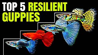 Top 5 Most Resilient Guppy Strains For Beginners (practically Bulletproof!)