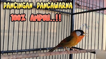 PANCINGAN PANCAWARNA MALAS BUNYI/PANCAWARNA jantan gacor