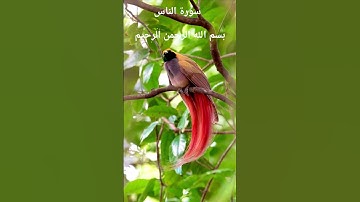 سورة الناس