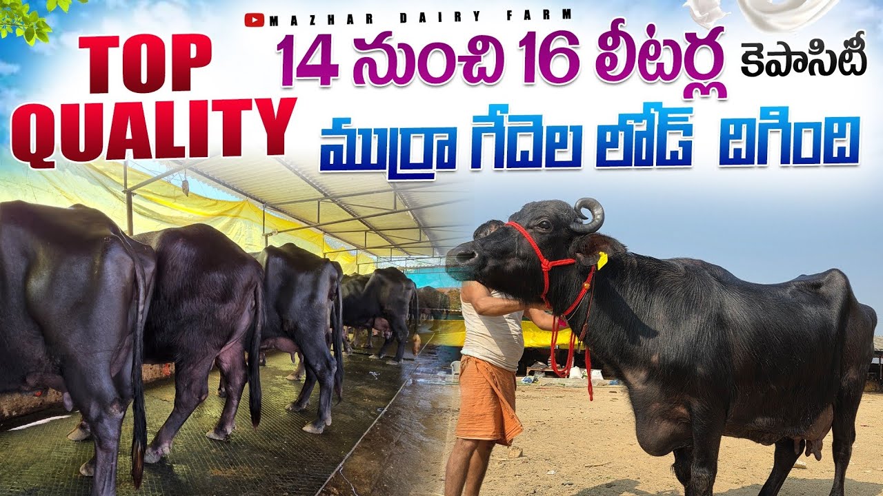 ఈరోజే  దిగిన టాప్ క్వాలిటీ హర్యానా ముర్రా గేదెల లోడ్ // Top quality murrah Buffalo for sale 