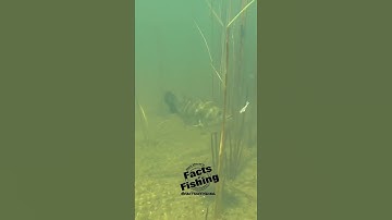 Largemouth Bass Eats a Jerk Shad #shorts