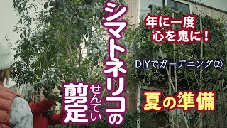 【DIYガーデニング②】とっても簡単、自分でできる庭木の剪定　－シマトネリコ－　若い樹木って意外と強い！